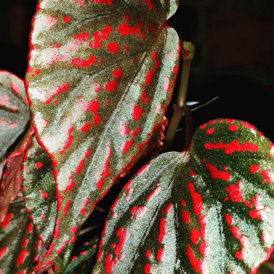 B. bengohensis